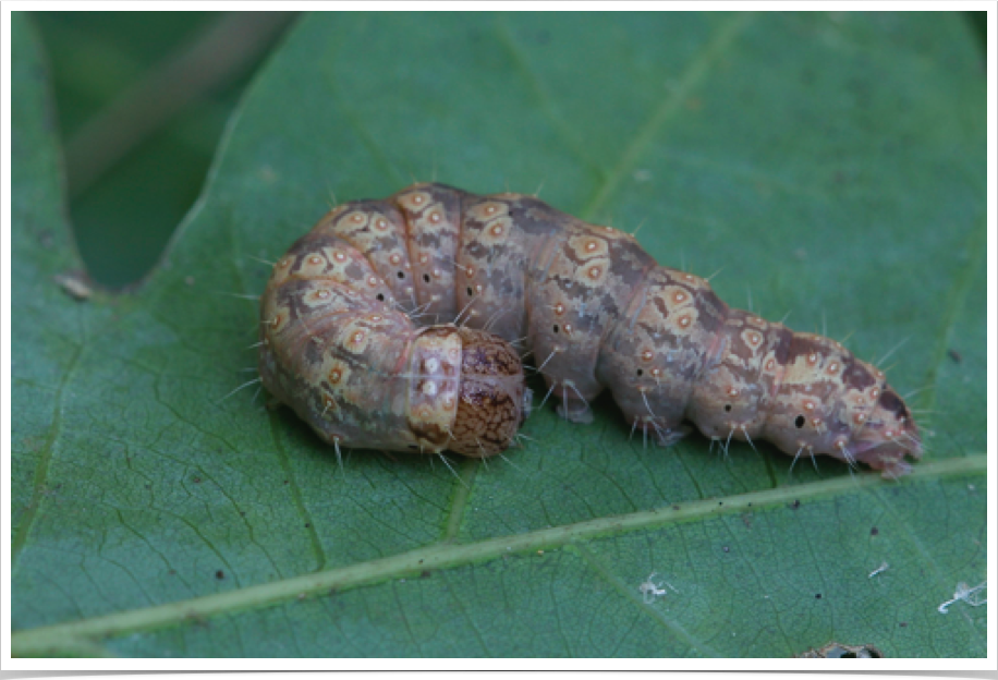 Ovate Dagger Moth on Oak
Acronicta ovata
Cleburne County, Alabama